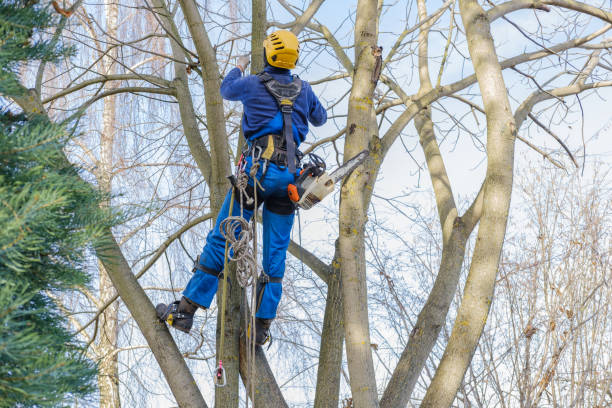 How Our Tree Care Process Works  in  Passaic, NJ