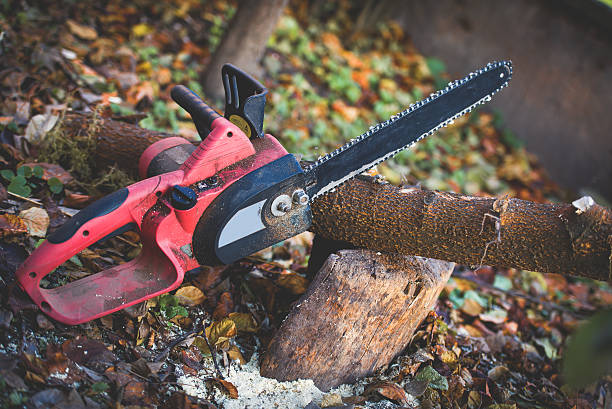 Reliable Passaic, NJ Tree Care Solutions